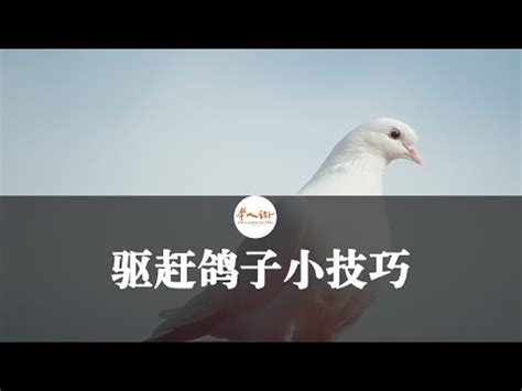 鳥飛到陽台大便